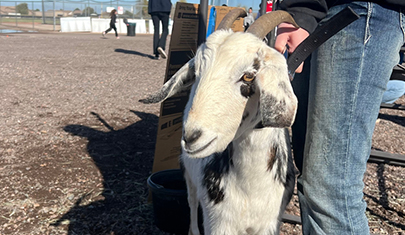 Closeup of a sweet goat on a farm